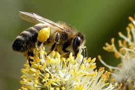 Бджолярам Черкащини сплатять майже 12 млн грн дотацій