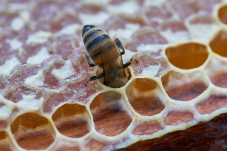 Бджолярі Черкащини торік отримали понад 12 млн грн держпідтримки