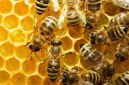У державному пріоритеті: бджолярі Монастирищини отримали 405 тис. грн дотації