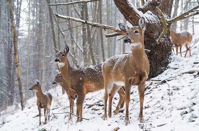У лісах Черкащини тепер житимуть пів сотні литовських оленів