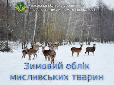 У лісах Черкащини розпочинається зимовий облік мисливських тварин