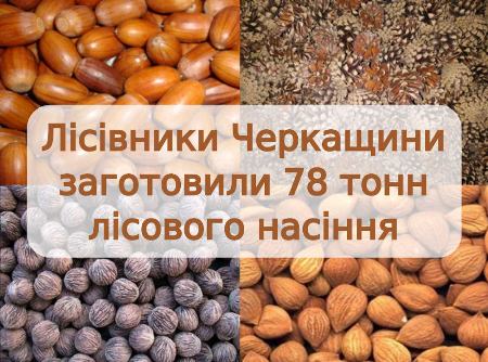 Лісівники Черкащини заготовили 78 тонн лісового насіння
