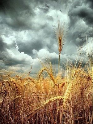 В Україні аграрії зібрали 17,5 млн тонн зерна