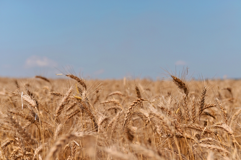Уряд скасував ліцензії на експорт пшениці