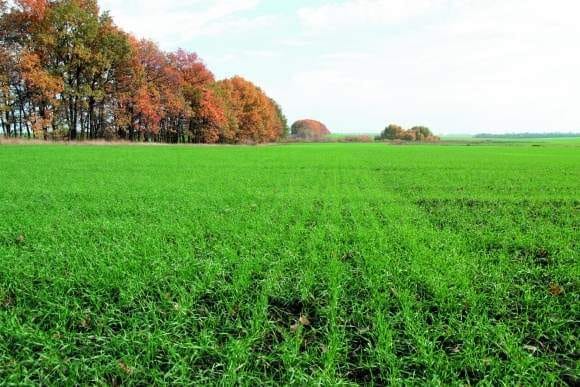Українські аграрії завершують сівбу озимих зернових