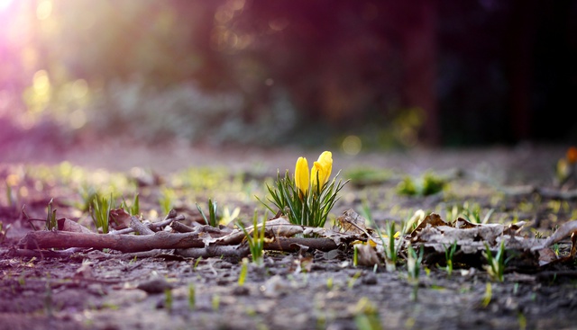 На Черкащині прогнозують теплий початок весни