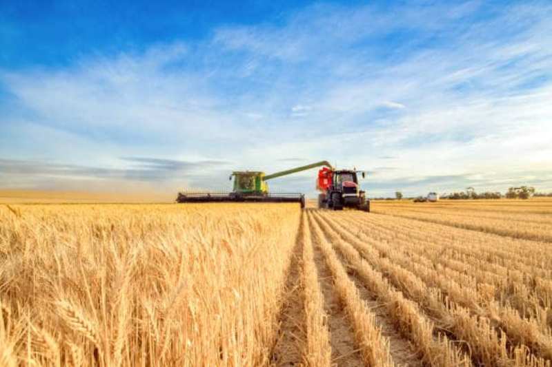 Мінагрополітики прогнозує цьогорічний врожай зернових та олійних культур близько 74 млн тонн