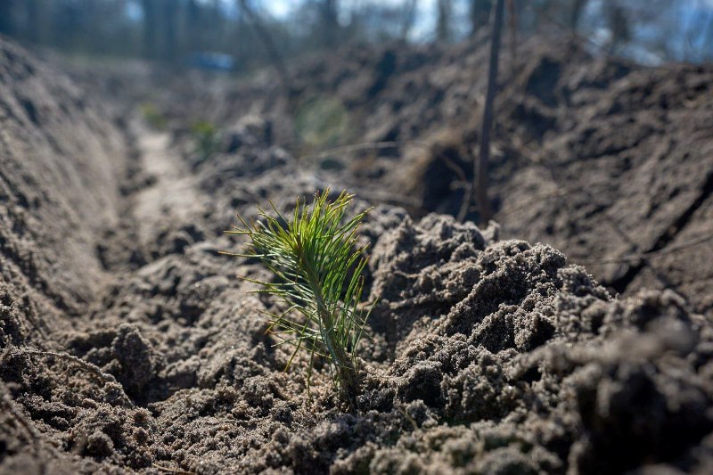 Незмінна весняна традиція: на Черкащині примножують ліси