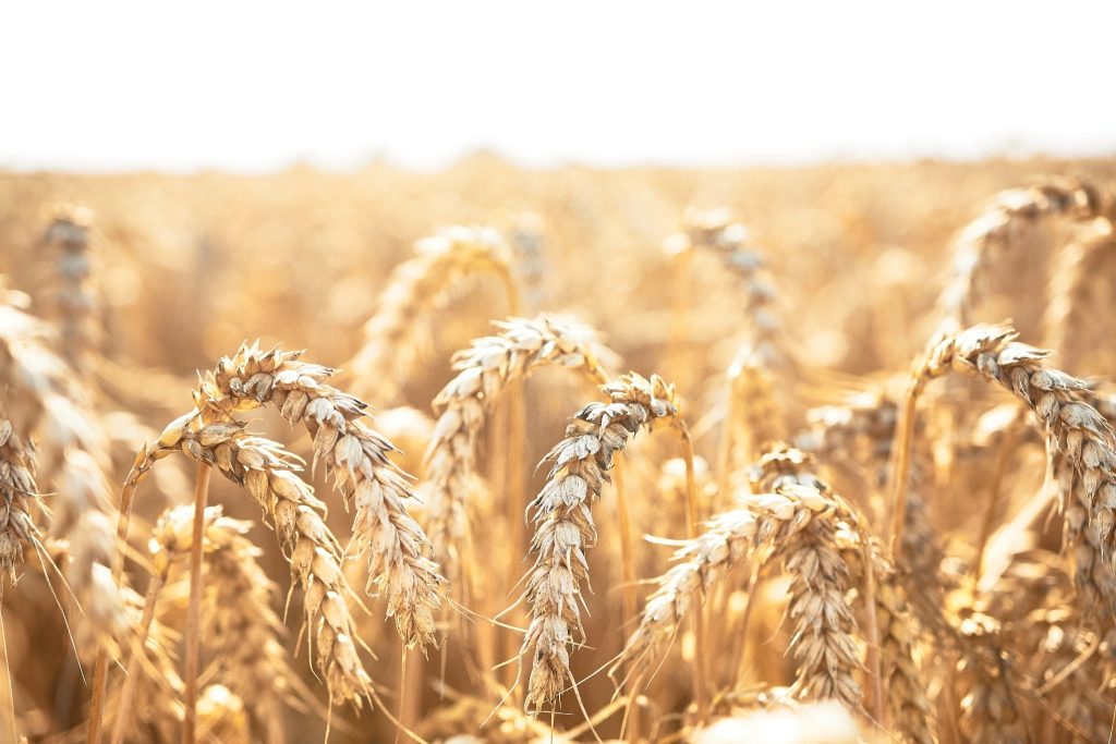 На фото - жнива на Черкащині