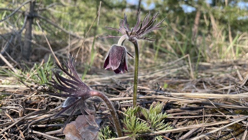 На фото - рослина, яка перебуває під охороною