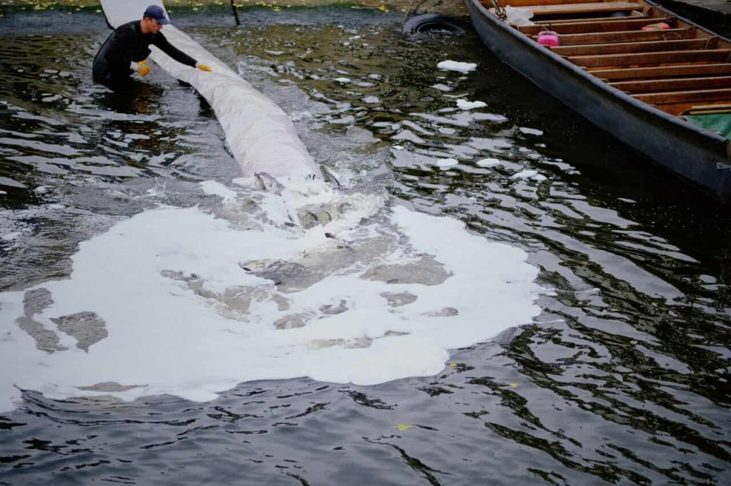 На фото - зарибнення Кременчуцького водосховища
