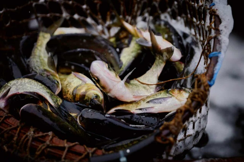 На фото - зарибнення Кременчуцького водосховища