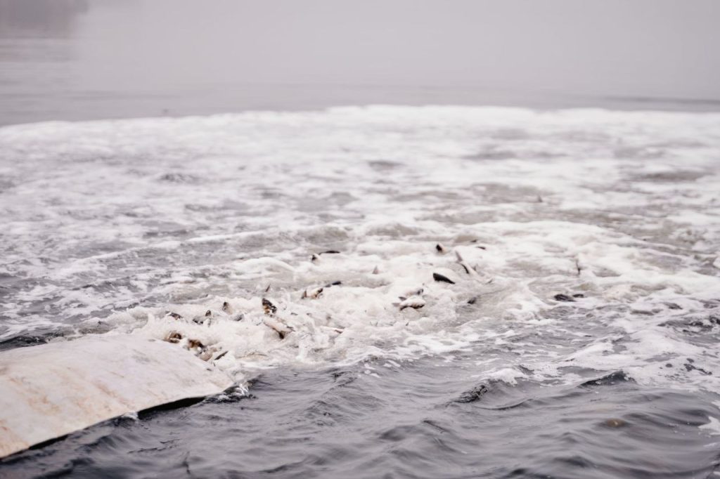  +9 тонн товстолоба: на Черкащині провели природоохоронну акцію