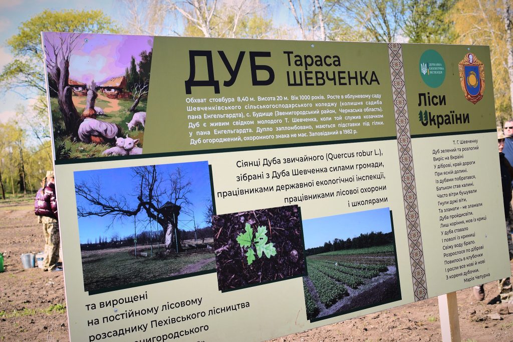 На фото - Дуби Шевченка висадили в Кам’янській громаді