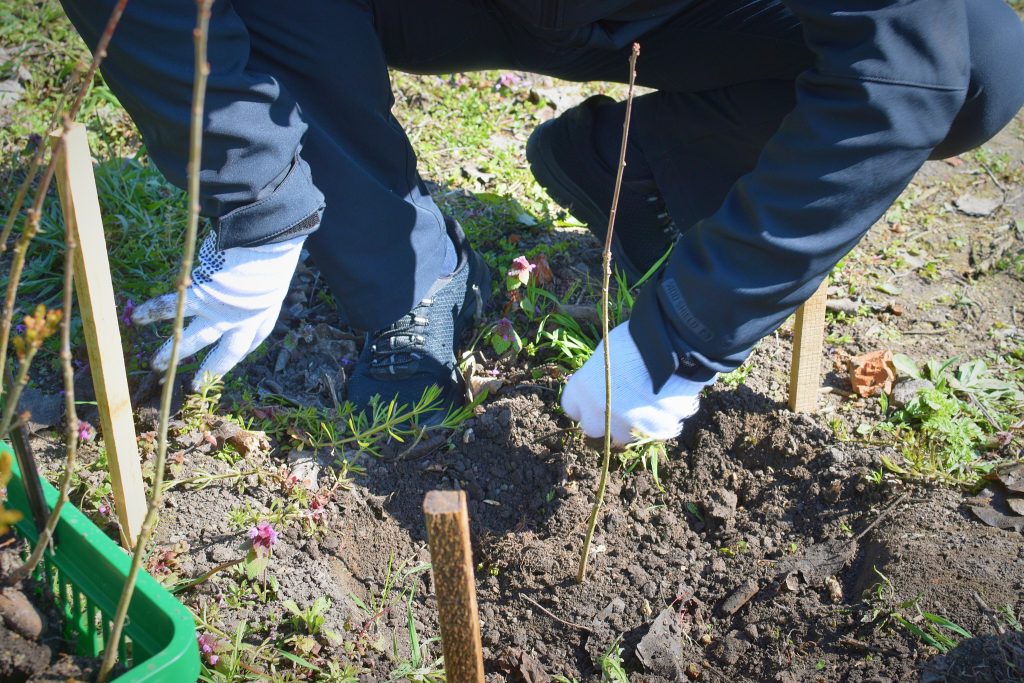 На фото - Дуби Шевченка висадили в Кам’янській громаді